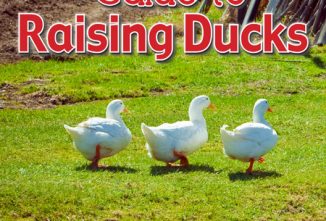 How to Raise Ducks